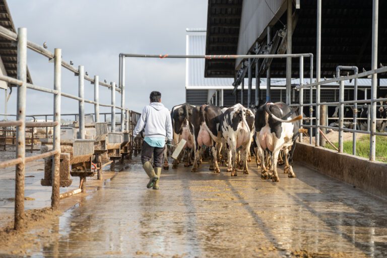 Dairy cows walk down a wet concrete alley toward the barn as a farm worker follows behind them.