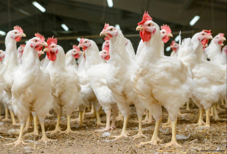 White broiler chickens at a commercial poultry farm