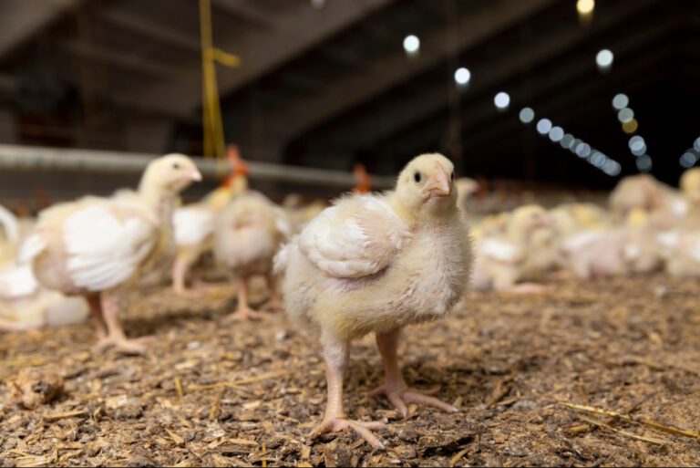 Pollo de engorde blanco en crecimiento en una granja avícola comercial