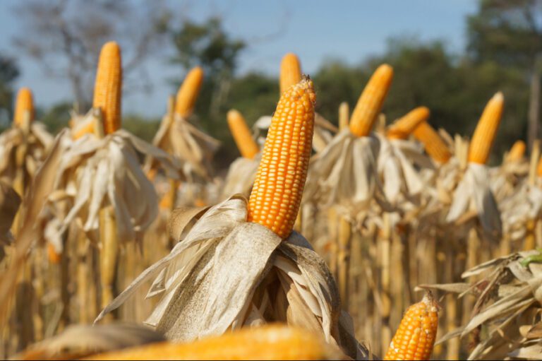 Closeup of Cob Corn in Farming Field