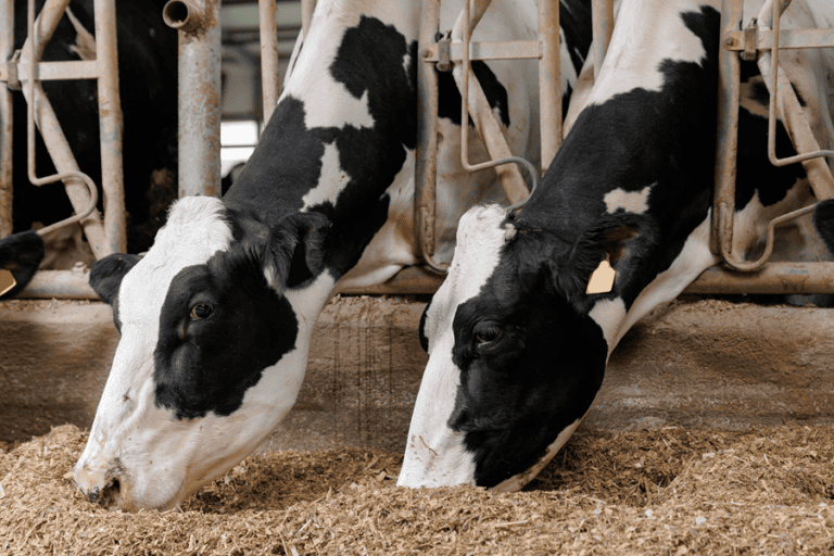 two dairy cows eating