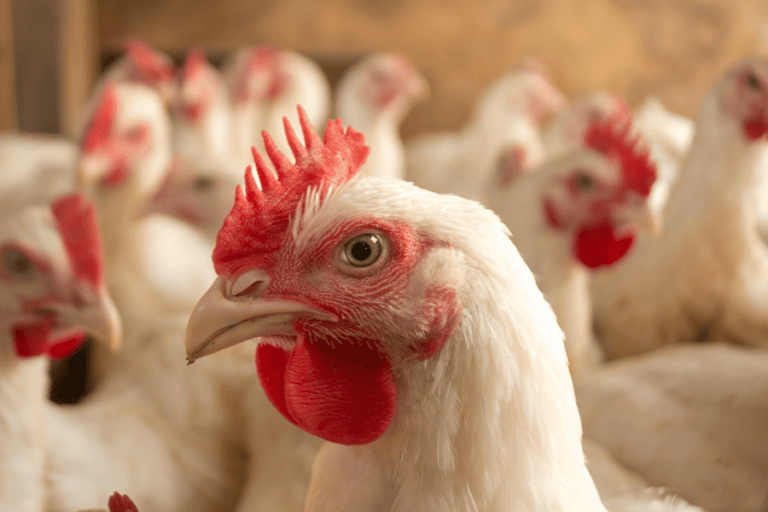 Broiler chickens