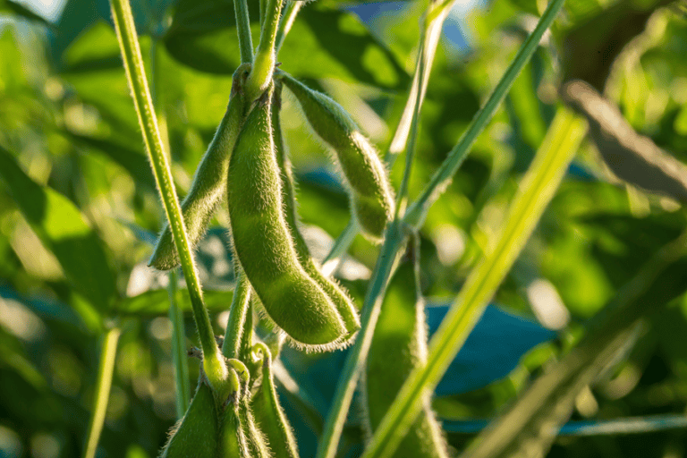 soybean meal