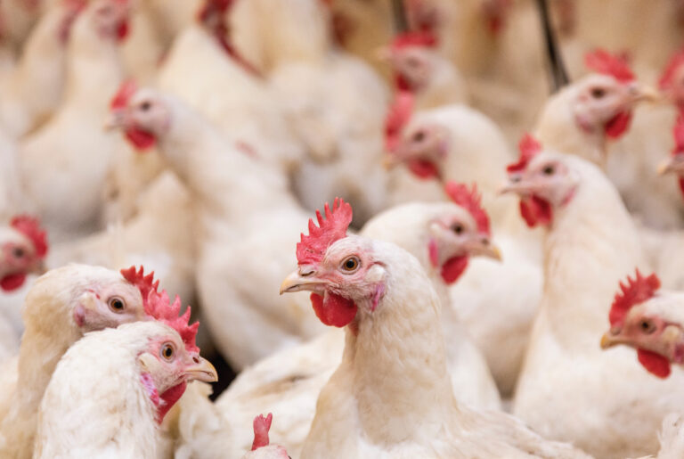 Poultry farm industrial breeding organic