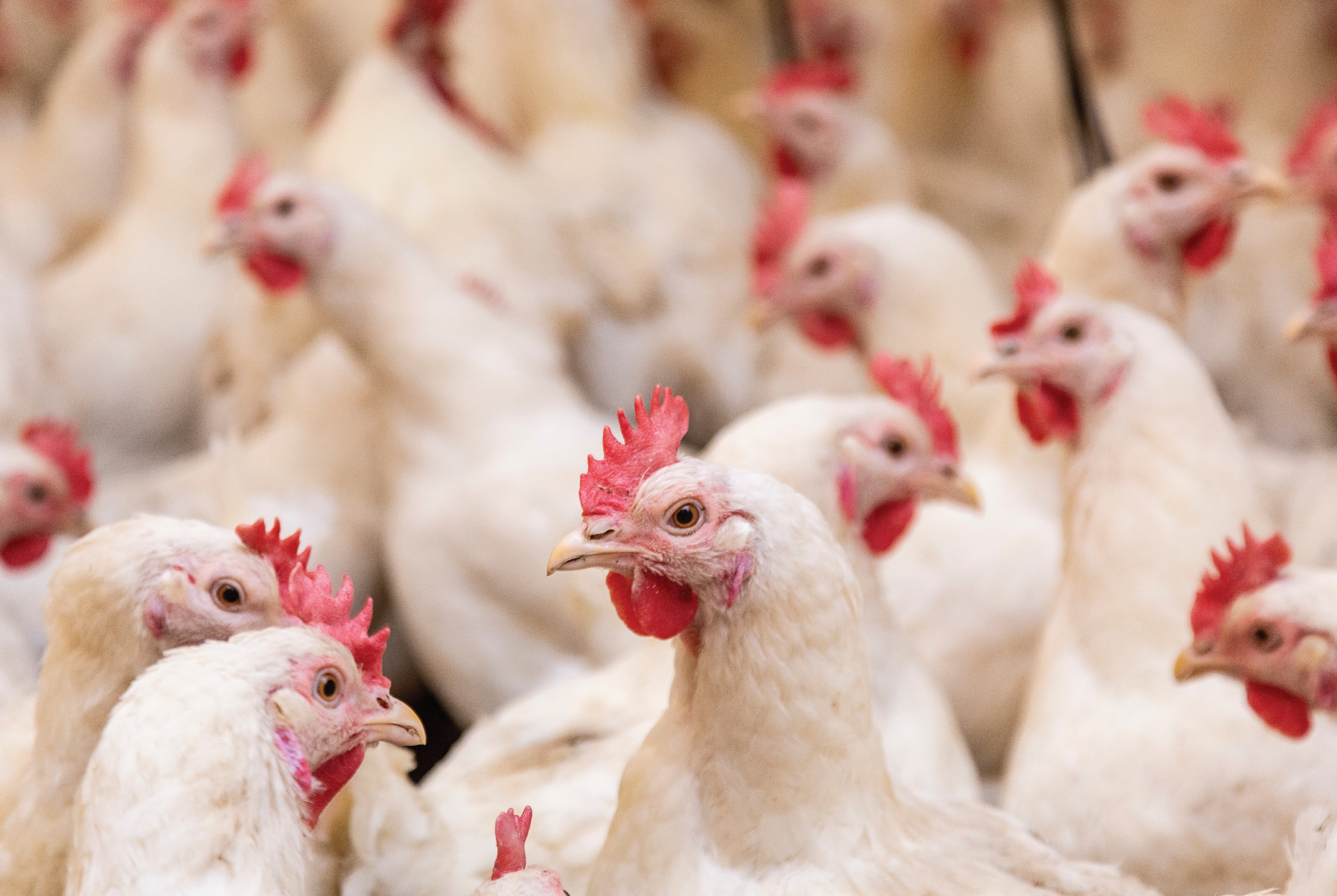 Poultry farm industrial breeding organic