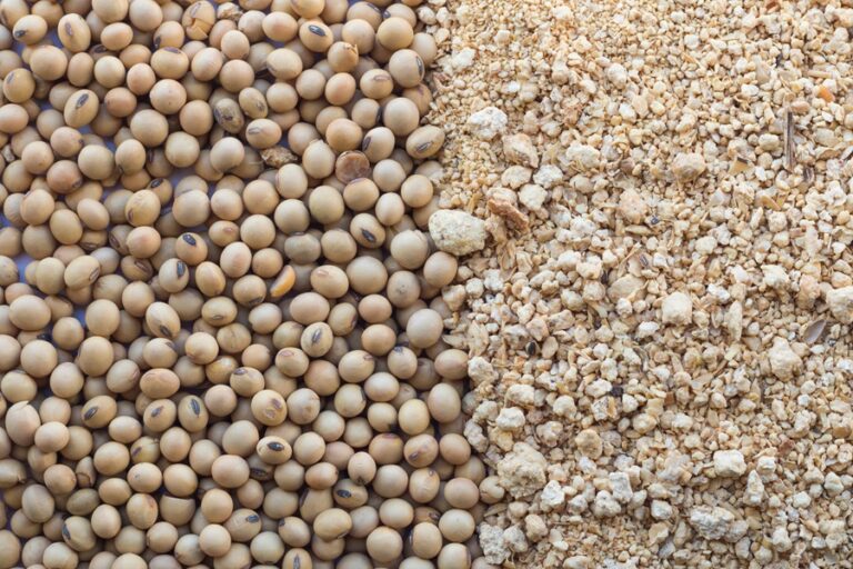 Soybean meal