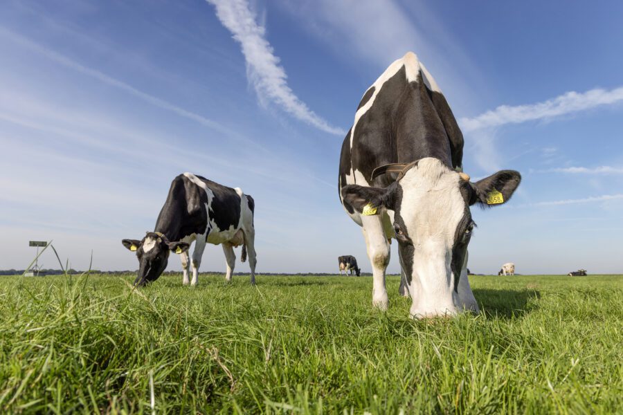 “Holstein-Friesian dairy cows grazing on green pasture, illustrating pasture-based dairy production and nutrition.”