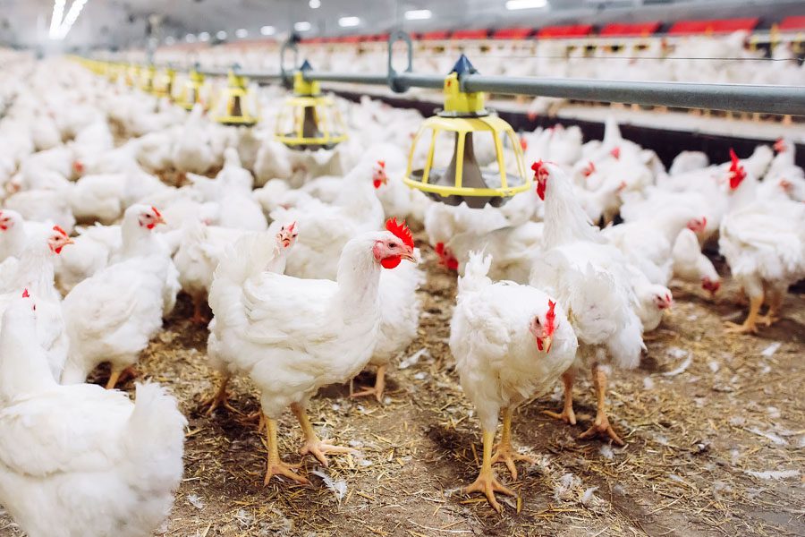 Broiler chicken